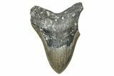 Bargain, Fossil Megalodon Tooth - North Carolina #343387-1